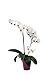 Foto Schmetterlingsorchideen-Set 'Eva Blattwerk', Orchideen-Pflanze mit 3 Rispen (LH 30-35 cm) + Keramiktopf violett + 30 ml Dünger, Phalaenopsis weiß-orange blühend von Evrgreen