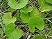 foto Asklepios-seeds® - 250 Semi di Centella asiatica tigre del prato