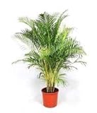 Dypsis Lutescens, Areca Palms Palma de Oro de caña de la planta ornamental Semilla - 25 semillas Foto, mejor precio 9,78 € nuevo 2024