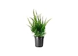 Sea Green Juniper - 3 Live Gallon Size Plants - Juniperus Chinensis - Drought Tolerant Cold Hardy Evergreen Border Screening Shrub Photo, best price $66.98 new 2024