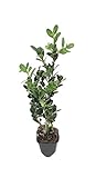 Winter Green Korean Boxwood - 20 Live Plants - Buxus Microphylla - Fast Growing Cold Hardy Formal Evergreen Shrub Photo, best price $84.98 new 2024