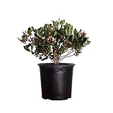 Eleanor Taber Indian Hawthorn (2.4 Gallon) Pink Blooming Evergreen Shrub - Full Sun Live Outdoor Plant Photo, best price $36.99 new 2024