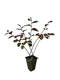 Loropetalum 'Plum Delight' - Chinese Fringe Flower - 10 Live Plants - Evergreen Flowering Shrub Photo, best price $46.98 new 2024