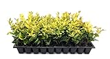 Ligustrum Japonicum 'Howardi' - 10 Live Plants - Evergreen Privacy Hedge Yellow Tip Shrub Photo, best price $49.98 new 2024