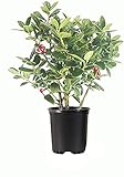 Dwarf Burford Holly | 3 Live Quart Size Plants | Ilex Burfordi Evergreen Hedge Red Berries Shrub Tree Photo, best price $53.98 new 2024