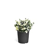 Brighter Blooms - Dwarf Radicans Gardenia Shrub - Indoor/Outdoor Flowering Plant, 3 Gallon, No Shipping to AZ Photo, best price $59.99 new 2024