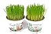 Foto 2 plantas vivas de hordeum vulgare para gatos en macetas de 12 cm – estas son plantas de cultivo no semillas – hierba gatera