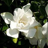 Jubilation Gardenia (2 Gallon) Flowering Evergreen Shrub with Fragrant White Blooms - Full Sun to Part Shade Live Outdoor Plant / Bush - Southern Living Plants Photo, best price $42.97 new 2024