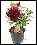 Rosa del desierto, plantación y jardinería sencillas, colorida, floral y ornamental-3Bulbos Foto, mejor precio 9,63 € nuevo 2024