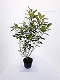 Tulpen-Magnolie, Strauch, Höhe: 130-140 cm, Magnolia soulangeana Foto, bester Preis 58,50 € neu 2024