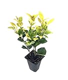 Ligustrum Japonicum Howardi - 10 Live Plants - Privet Howardii - Variegated Evergreen Shrub Photo, best price $49.98 new 2024