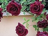 200 piezas de semillas de rosas trepadoras trepadoras de color rojo oscuro muy hermosas flores trepadoras ornamentales Foto, mejor precio 4,99 € nuevo 2024