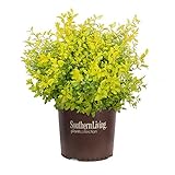 Sunshine Ligustrum (2 Gallon) Evergreen Shrub with Bright Yellow Foliage - Full Sun Live Outdoor Plant - Southern Living Plants… Photo, best price $29.60 new 2024