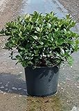 Snow White Indian Hawthorn (2.4 Gallon) White Blooming Evergreen Shrub - Full Sun Live Outdoor Plant Photo, best price $36.98 new 2024
