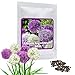Foto Ajo ornamental gigante (Allium giganteum), paquete mixto de flores violetas y blancas, planta resistente al frío, 1 bolsa 60 semillas