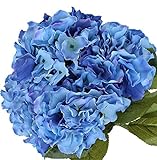 Nikko Blue Hydrangea Shrub-Bare Root-Healthy Plant- 2 Pack by Growers Solution Photo, best price $43.89 ($21.94 / Count) new 2024