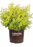 Sunshine Ligustrum (3 Gallon) Evergreen Shrub with Bright Yellow Foliage - Full Sun Live Outdoor Plant - Southern Living Plants Photo, best price $46.98 new 2024
