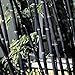 Foto Semillas para jardinería, 100 semillas de bambú de Phyllostachys Pubescens para decoración ornamental de plantas de jardín, semillas de bambú negro