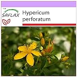 SAFLAX - Hierba de San Juan - 300 semillas - Hypericum perforatum Foto, mejor precio 3,95 € nuevo 2024