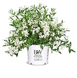 Proven Winners - Deutzia Yuki Snowflake (Yuki Snowflake Deutzia) Shrub, white flowers, #3 - Size Container Photo, best price $43.54 new 2024