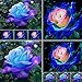 Foto strimusimak 50 unids Raro Rosa Flor Planta Semillas jardín al Aire Libre Bonsai Ornamental Rosa Azul Semillas de Rosa para jardín balcón siembra al Aire Libre Semillas de Rosa Azul Rosa