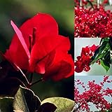 Semillas para jardinería, 20 semillas de flores rojas de buganvilla ornamentales para decoración de jardín, jardín, semillas rojas de buganvilla Foto, mejor precio 3,72 € nuevo 2024