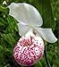 Foto 100 piezas de 20 tipos de semillas de orquídeas perenne de flores en macetas de plantas ornamentales Bansai Semillas para el balcón & Plant patio del jardín de DIY Negro