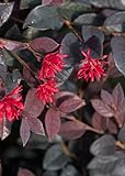 Red Diamond Loropetalum (2 Gallon) Flowering Evergreen Shrub with Purple Foliage - Full Sun to Part Shade Live Outdoor Plant - Southern Living Plants Photo, best price $36.98 new 2024