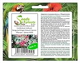 Stk - 3x Combretum indicum Rangunschlinger Strauch Garten Pflanzen - Samen #399 - Seeds Plants Shop Samenbank Pfullingen Patrik Ipsa Foto, bester Preis 6,82 € (2,27 € / Stück) neu 2024