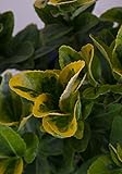 Golden Euonymus (2.4 Gallon) Green and Yellow Variegated Evergreen Shrub - Full Sun to Part Shade Live Outdoor Plant Photo, best price $38.98 new 2024