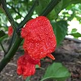 Wayland Chiles Carolina Reaper Seeds (Red) Photo, best price $9.50 new 2024