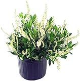 Clethra aln. 'Hummingbird' (Summersweet) Shrub, white flowers, #3 - Size Container Photo, best price $39.99 new 2024