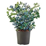 Shrub O'Neal Blueberry, 1 Gallon, Deep Green Foliage with Rich Blue Berries Photo, best price $20.99 new 2024