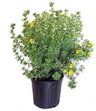 Potentilla frut. 'Gold Finger' (Cinquefoil) Shrub, bright yellow flowers, #3 - Size Container Photo, best price $41.33 new 2024