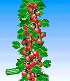 BALDUR Garten Rote Säulen-Stachelbeeren, 1 Pflanze, Ribes uva-crispa Säulenobst Foto, bester Preis 16,95 € neu 2024
