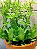 Culantro hierba (Eryngium foetidum) Recao latino cocina especia germen 100 semillas Foto, mejor precio 4,99 € nuevo 2024