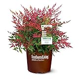 Southern Living Obsession Nandina 2 Gal, Bright Red Foliage Photo, best price $40.74 new 2024