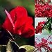 Foto 20 Piezas Semillas De Flores De Buganvilla Roja Decoración De Jardín De Plantas Ornamentales Semillas de buganvilla roja