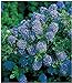 Foto BALDUR Garten Immergrüne Säckelblume Blauer Ceanothus 'Blue Mound', 1 Pflanze Kalifornischer Flieder winterhart