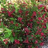 Two- #1 Gallon Potted Red Prince Weigela Shrubs Plants Photo, best price $55.00 new 2024