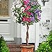 Foto Hibiscus syriacus | 3er Hibiskus Pflanze | Blüte lila, rosa, weiß | Sträucher Winterhart Blühend | Höhe 60 cm | Topf-Ø 9 cm
