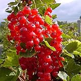 Müllers Grüner Garten Shop Rosetta, großfrüchtige rote Johannisbeere, aromatischer Geschmack, Busch im 3 Liter Topf Foto, bester Preis 10,95 € neu 2024