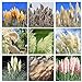 Foto 200 piezas de semillas de hierba de pampas mixtas para plantar jardines semillas de hierba ornamentales flores plumosas que atraen mariposas y abejas