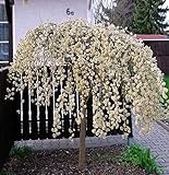 Salix caprea Pendula Kilmarnock hängende Kätzchenweide Weide Stamm Stämmchen viele Größen (Stammhöhe 60 cm) Foto, bester Preis 15,99 € neu 2024