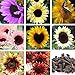 Foto 50 semillas de girasol de color mezclado, flores fragantes de crecimiento rápido ornamentales, plantas ornamentales de jardín para el hogar, mini semillas de bonsai para el jardín Semillas de gira