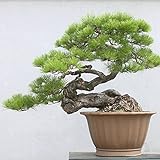 . Japoneses Negro 20 semillas de pino * Pinus thunbergii * Bonsai * * ornamental. Bonsai árbol de hoja perenne de semillas bonsai Foto, mejor precio 2,79 € nuevo 2024