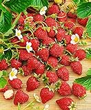 NIKA SEEDS - Fruit Alpine Strawberry Baron Solemacher Red - 100 Seeds Photo, best price $8.95 ($0.09 / Count) new 2024
