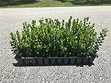 Wintergem Korean Boxwood - 20 Live Plants - Fast Growing Cold Hardy Evergreen Shrub Photo, best price $84.98 new 2024