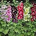 Foto Hermosas flores ornamentales,Semillas de malvarrosa,Semillas de flores al aire libre,Mezcla de semillas de flores para jardinería-200 Pcs