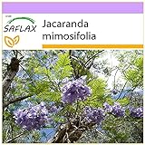 SAFLAX - Palisandro - 50 semillas - Jacaranda mimosifolia Foto, mejor precio 3,95 € nuevo 2024